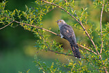 Image. Common Cuckoo