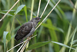 Image. Common Cuckoo