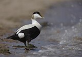 Image. Common Eider