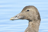Image. Common Eider