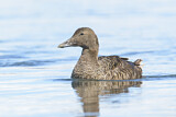 Image. Common Eider