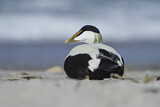Image. Common Eider