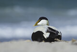 Image. Common Eider