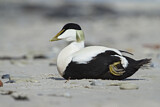 Image. Common Eider