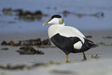 Image. Common Eider