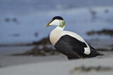 Image. Common Eider