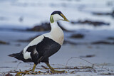 Image. Common Eider