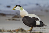 Image. Common Eider