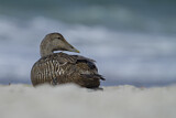 Image. Common Eider