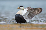 Image. Common Eider