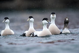 Image. Common Eider