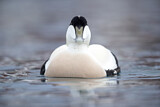 Image. Common Eider
