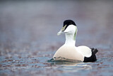 Image. Common Eider
