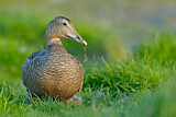 Image. Common Eider