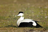 Image. Common Eider