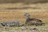 Image. Common Eider