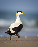 Image. Common Eider