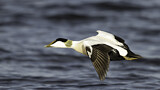 Image. Common Eider