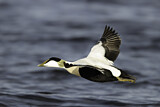 Image. Common Eider