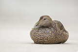 Image. Common Eider