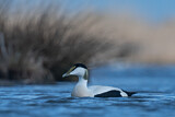 Image. Common Eider