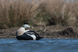 Image. Common Eider