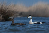 Image. Common Eider
