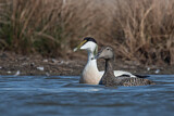 Image. Common Eider