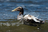 Image. Common Eider