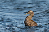 Image. Common Eider