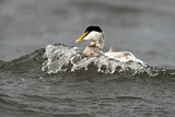 Image. Common Eider