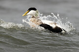 Image. Common Eider