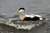 Image. Common Eider