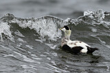 Image. Common Eider