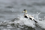Image. Common Eider