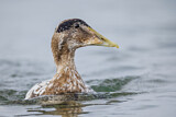 Image. Common Eider