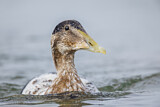 Image. Common Eider