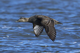 Image. Common Eider