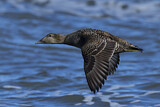 Image. Common Eider