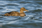 Image. Common Eider