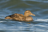 Image. Common Eider