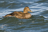 Image. Common Eider