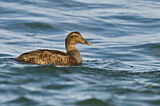 Image. Common Eider