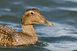 Image. Common Eider