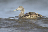 Image. Common Eider