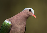 Image. Common Emerald Dove