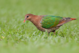 Image. Common Emerald Dove