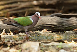 Image. Common Emerald Dove