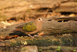 Image. Common Emerald Dove