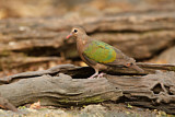 Image. Common Emerald Dove